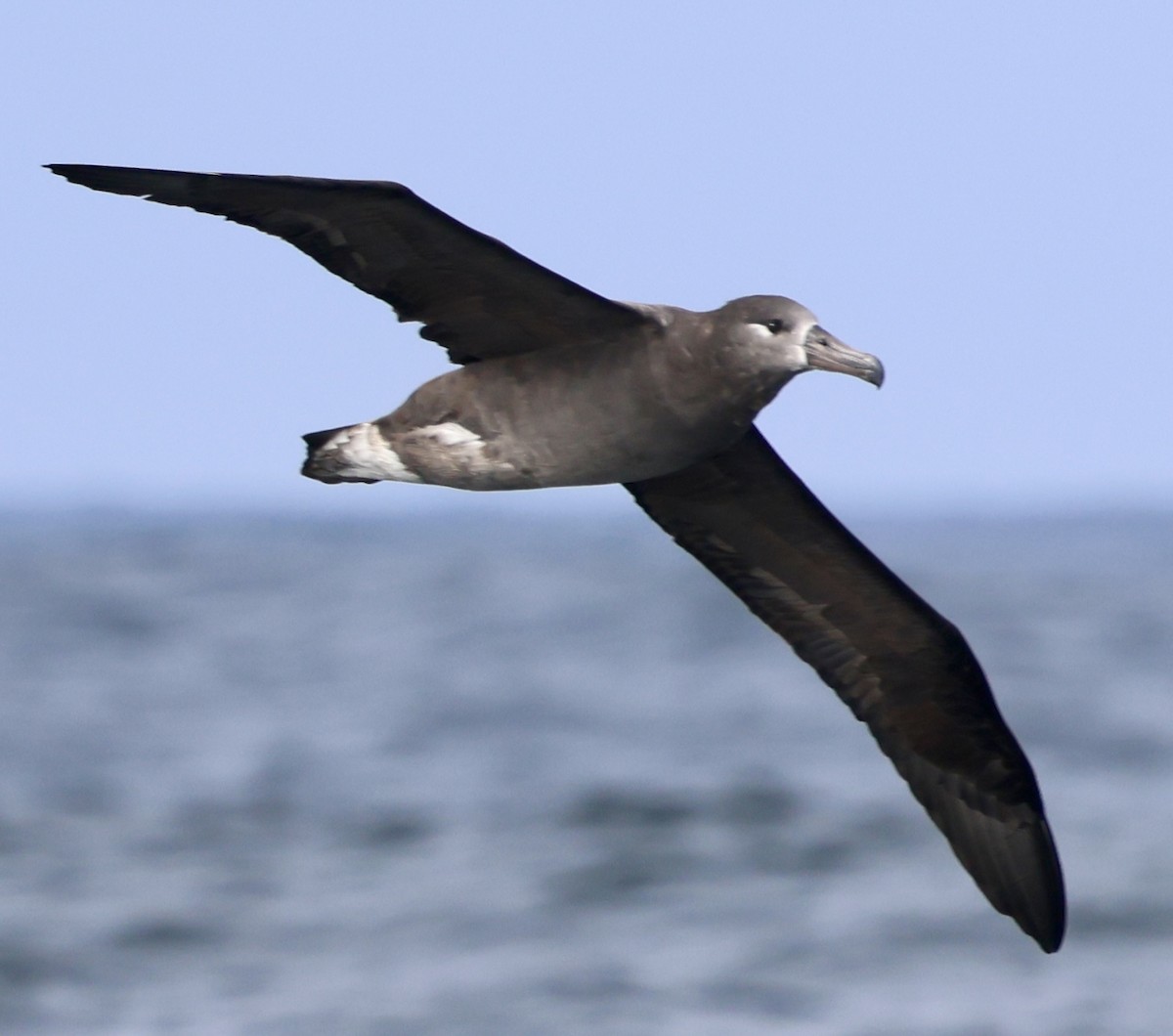 Albatros à pieds noirs - ML642315303