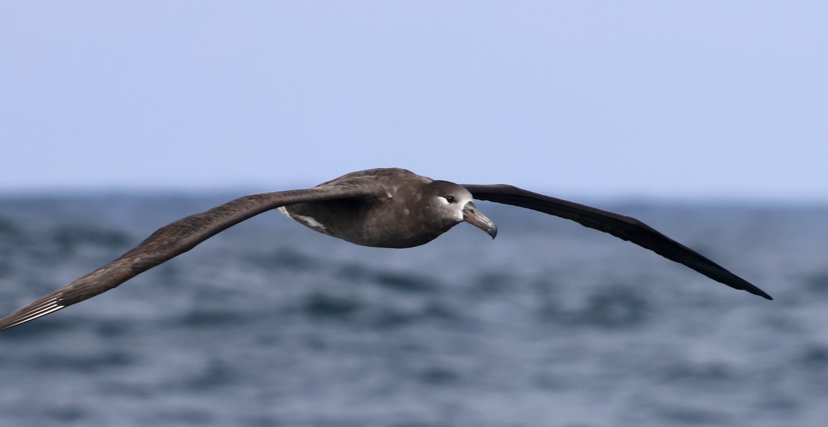 Albatros à pieds noirs - ML642315304