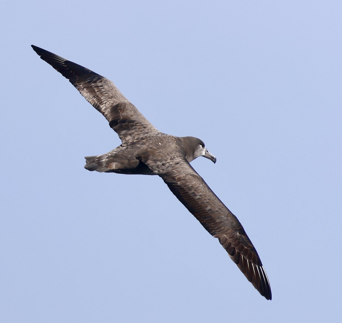 Albatros à pieds noirs - ML642315305