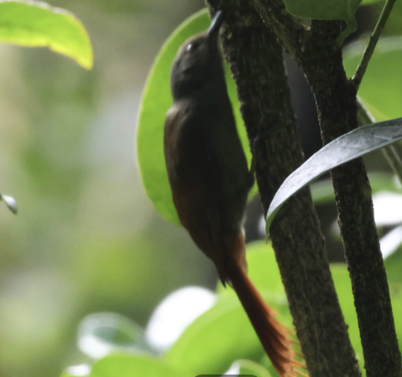 Olivaceous Woodcreeper - ML642315306