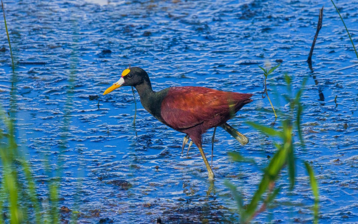 Jacana Centroamericana - ML642315322