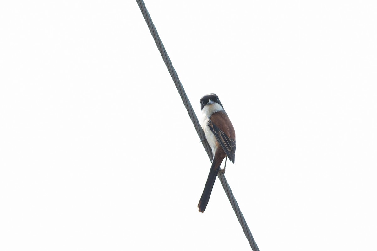 Alcaudón Birmano - ML642315323