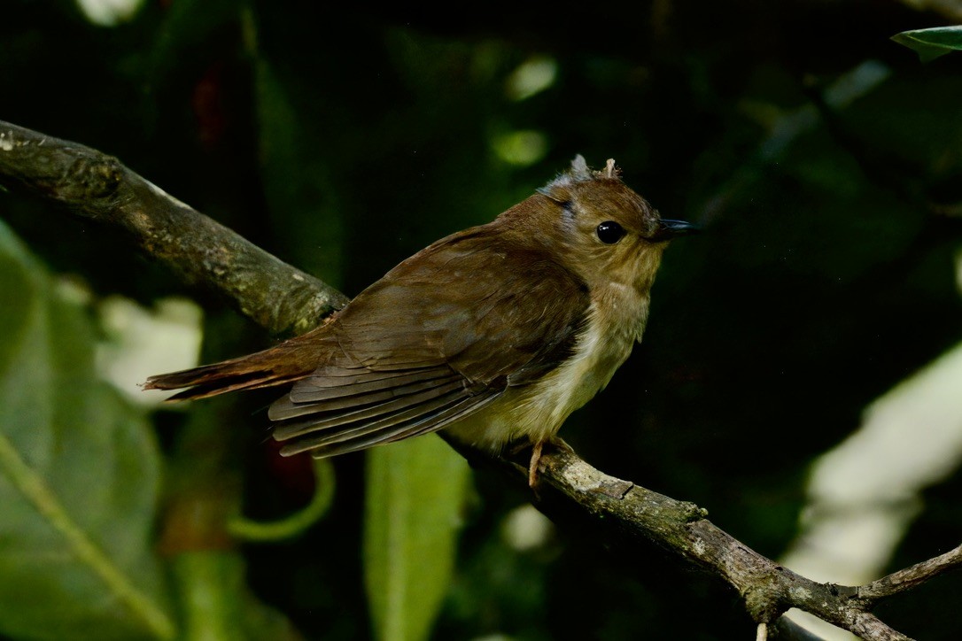 Chestnut-breasted Cuckoo - ML642315324