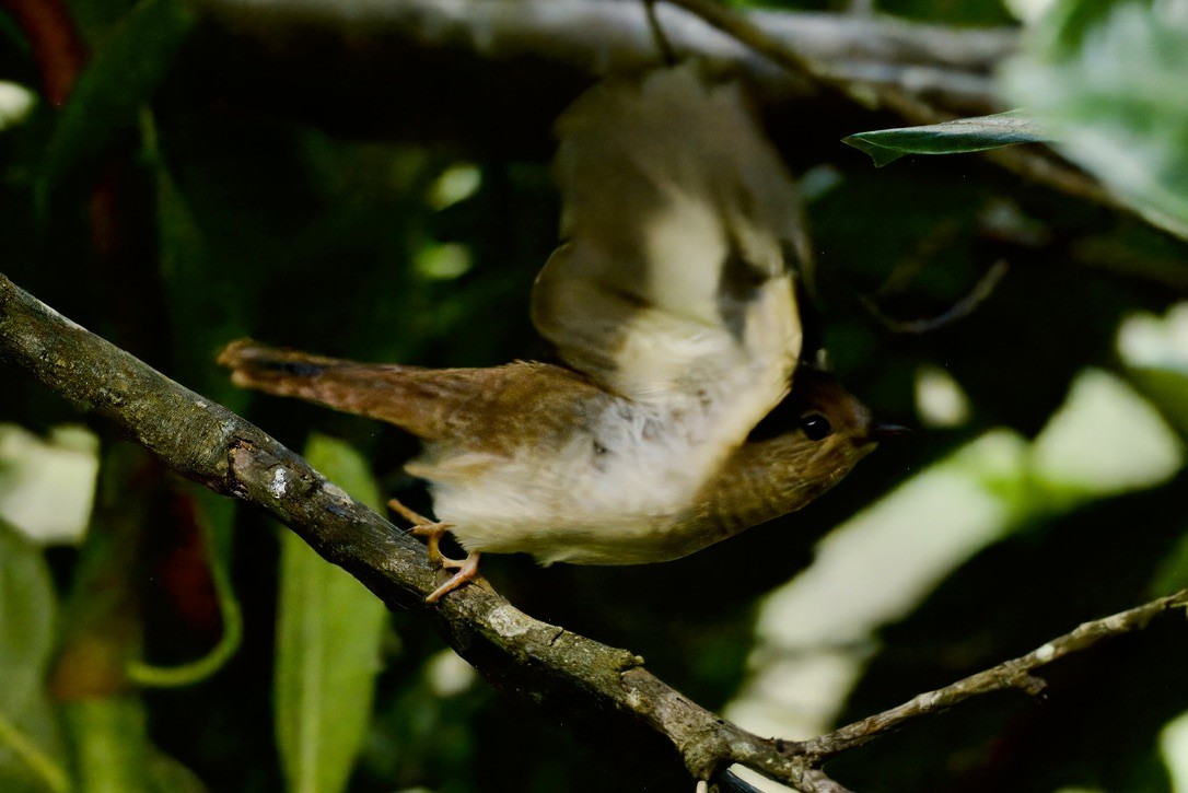 Chestnut-breasted Cuckoo - ML642315326