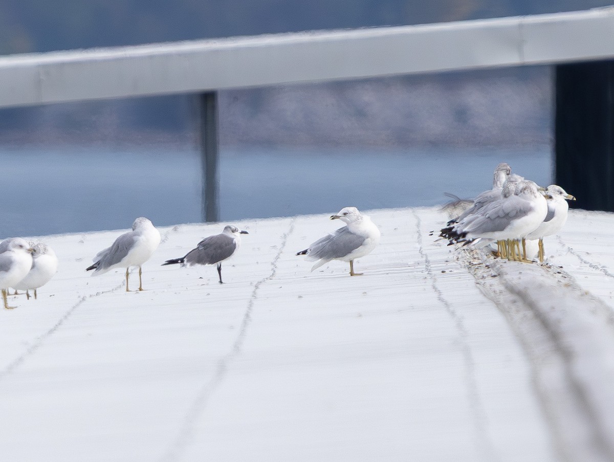 Gaviota Guanaguanare - ML642315335
