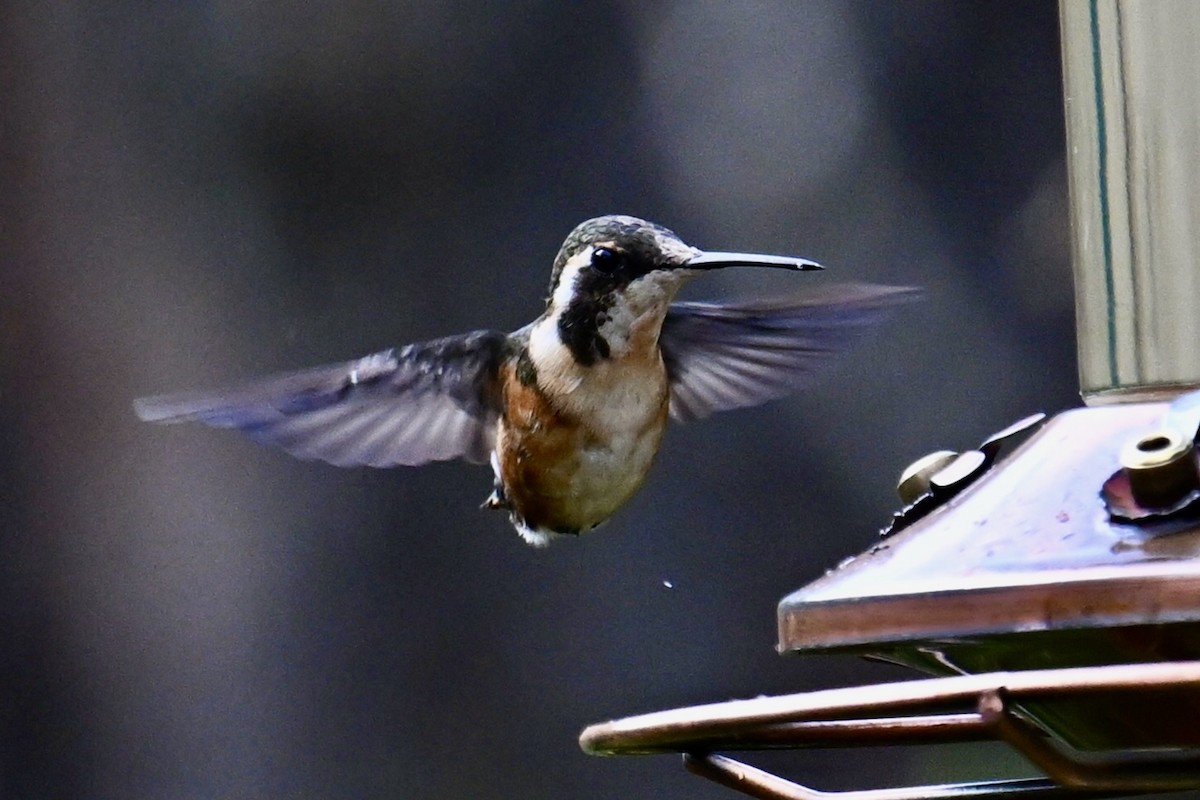Colibrí de Mulsant - ML642315343