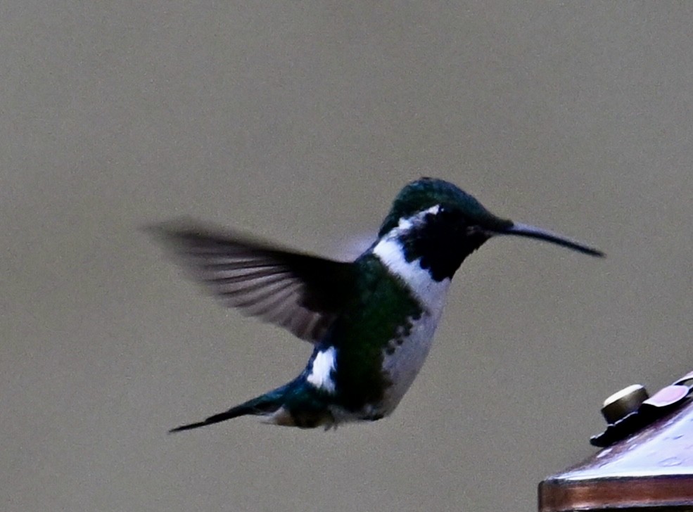 Colibrí de Mulsant - ML642315344