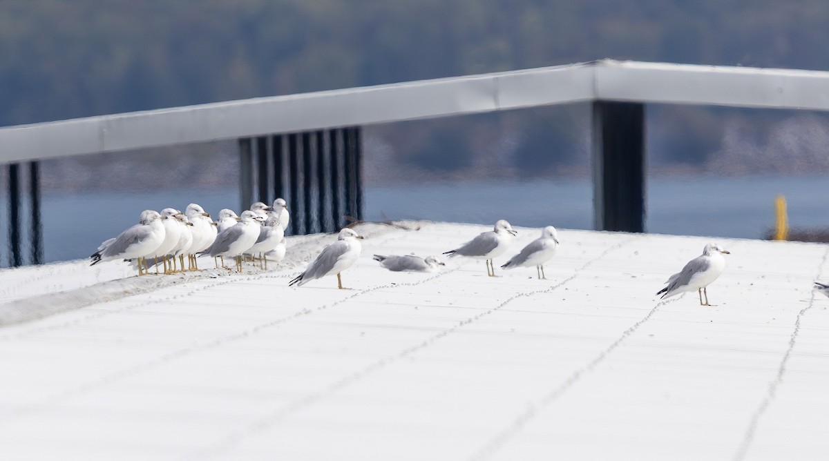 Gaviota de Delaware - ML642315348