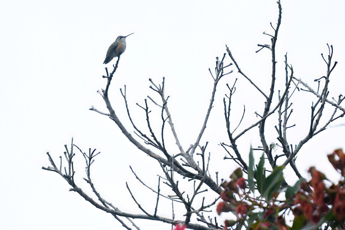 Colibrí Rufo - ML642315350