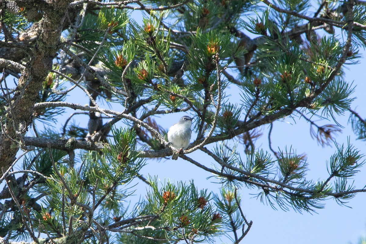 Vireo Plomizo - ML642315355