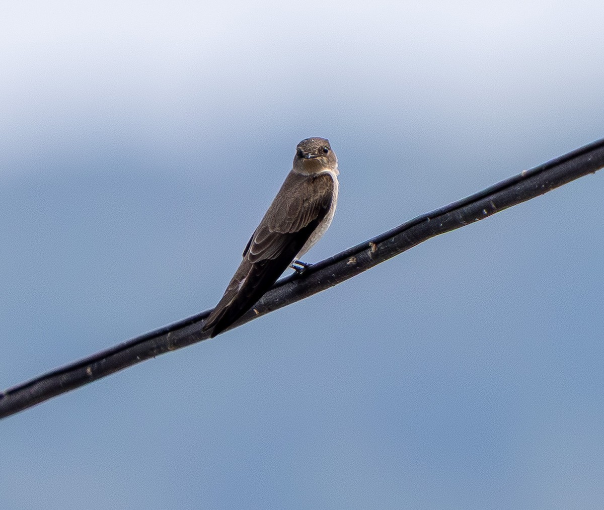 Golondrina Aserrada - ML642315356