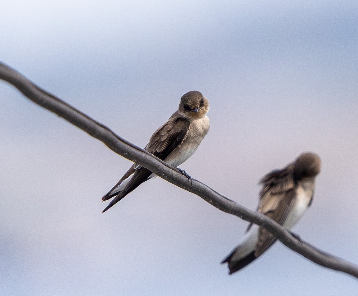 Golondrina Aserrada - ML642315357