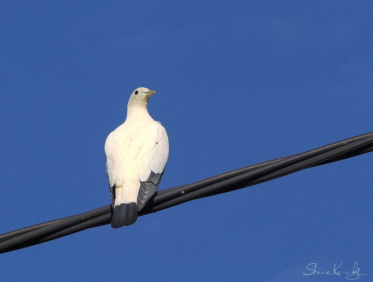 Dúcula Australiana - ML642315362