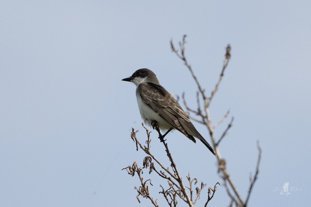 Eastern Kingbird - ML642315364