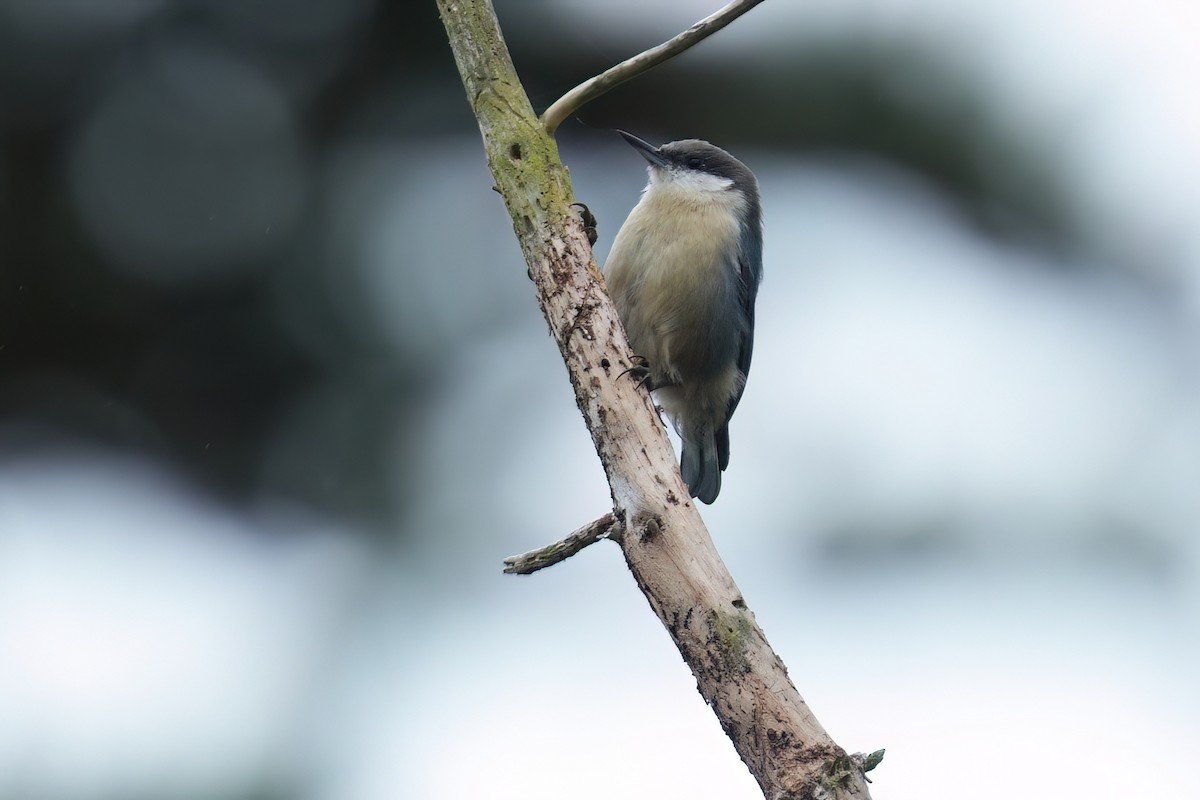 Pygmy Nuthatch - ML642315370