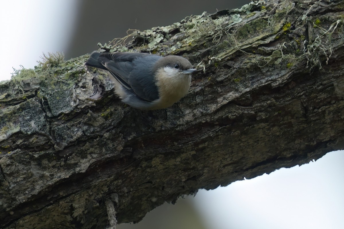 Pygmy Nuthatch - ML642315371
