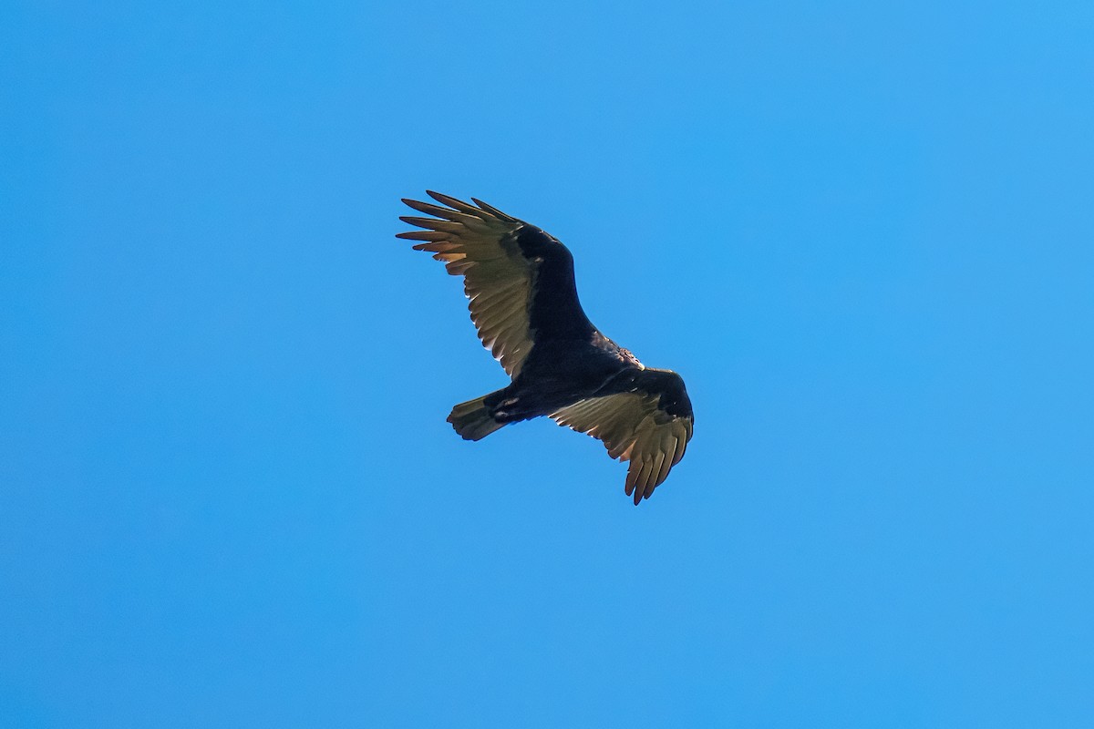 Urubu à tête rouge - ML642315387