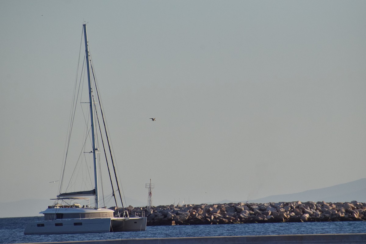 goéland ou mouette sp. - ML642315393