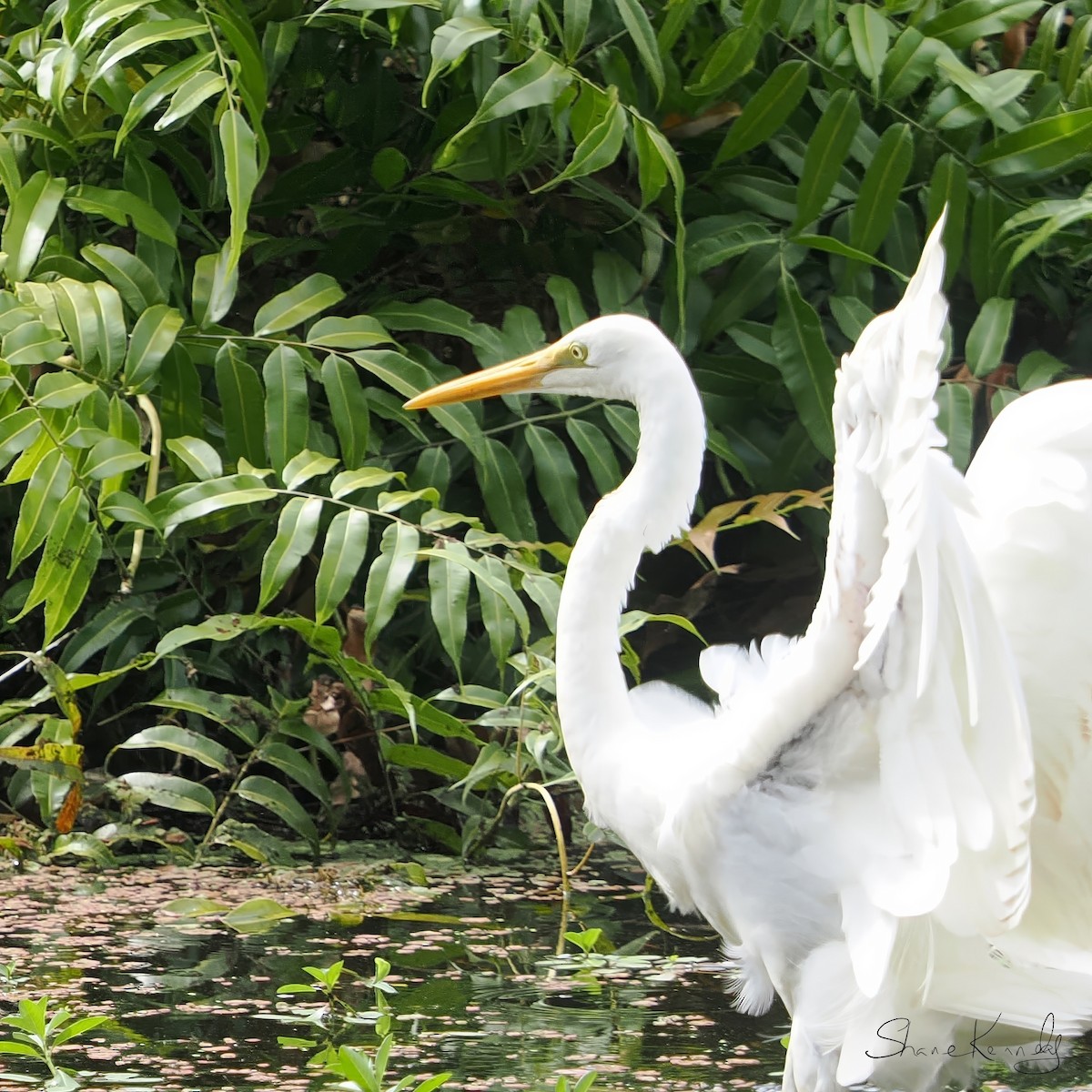 Grande Aigrette - ML642315394