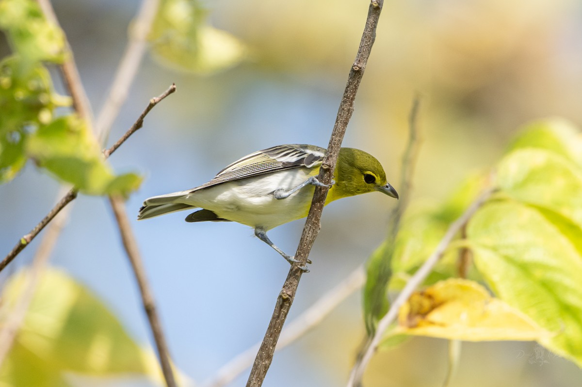 Viréo à gorge jaune - ML642315397