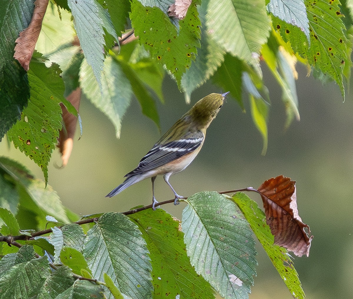 Paruline à poitrine baie - ML642315401