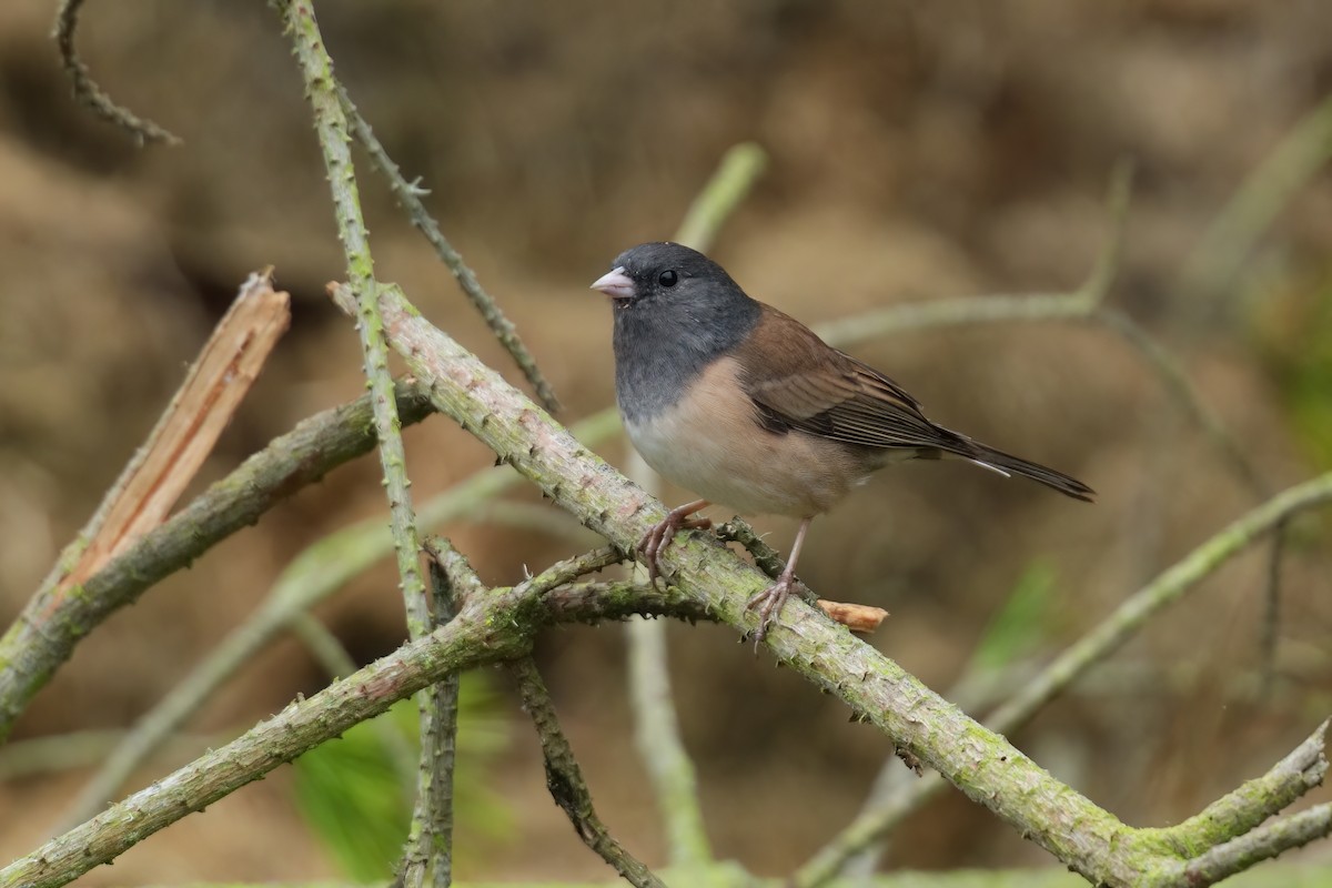 Junco ardoisé (groupe oreganus) - ML642315404