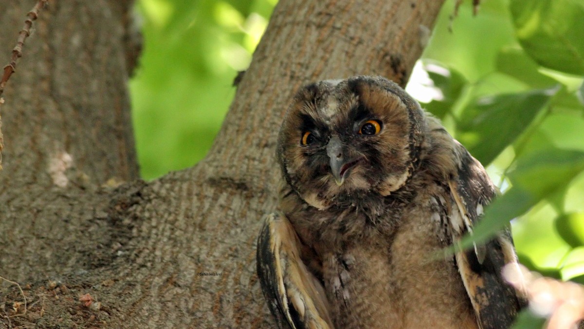 Hibou moyen-duc - ML642315405