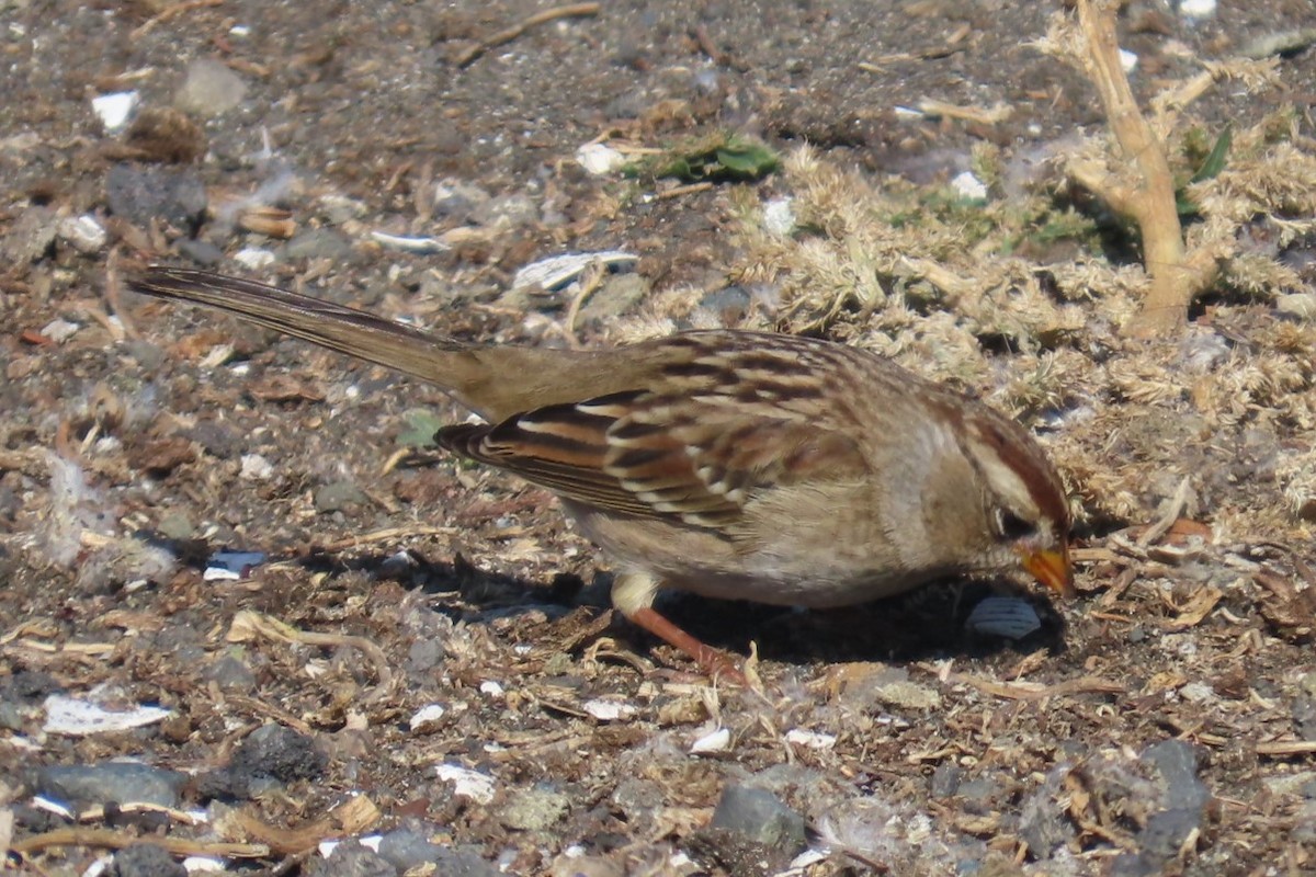 Bruant à couronne blanche - ML642315407