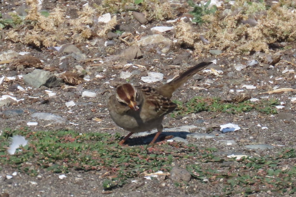 Bruant à couronne blanche - ML642315410