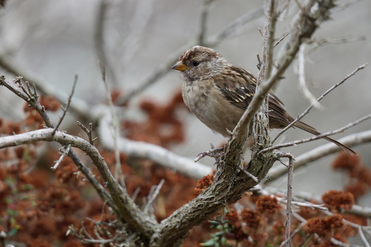 White-crowned Sparrow (nuttalli) - ML642315417