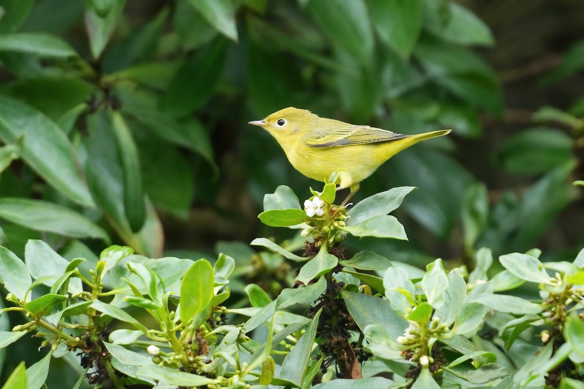 Yellow Warbler (Northern) - ML642315421