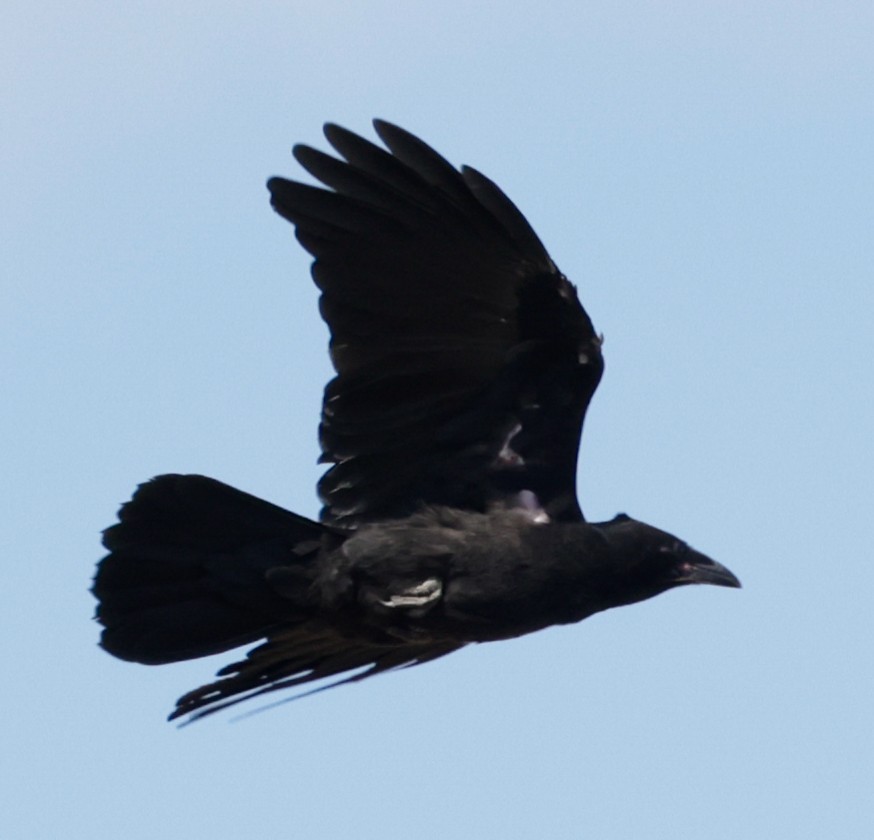 Little Crow - ML642315424