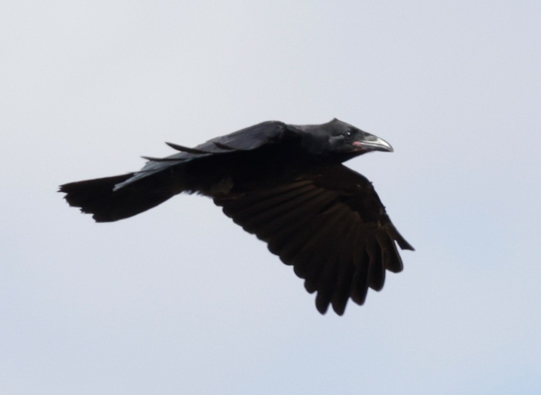Little Crow - ML642315425