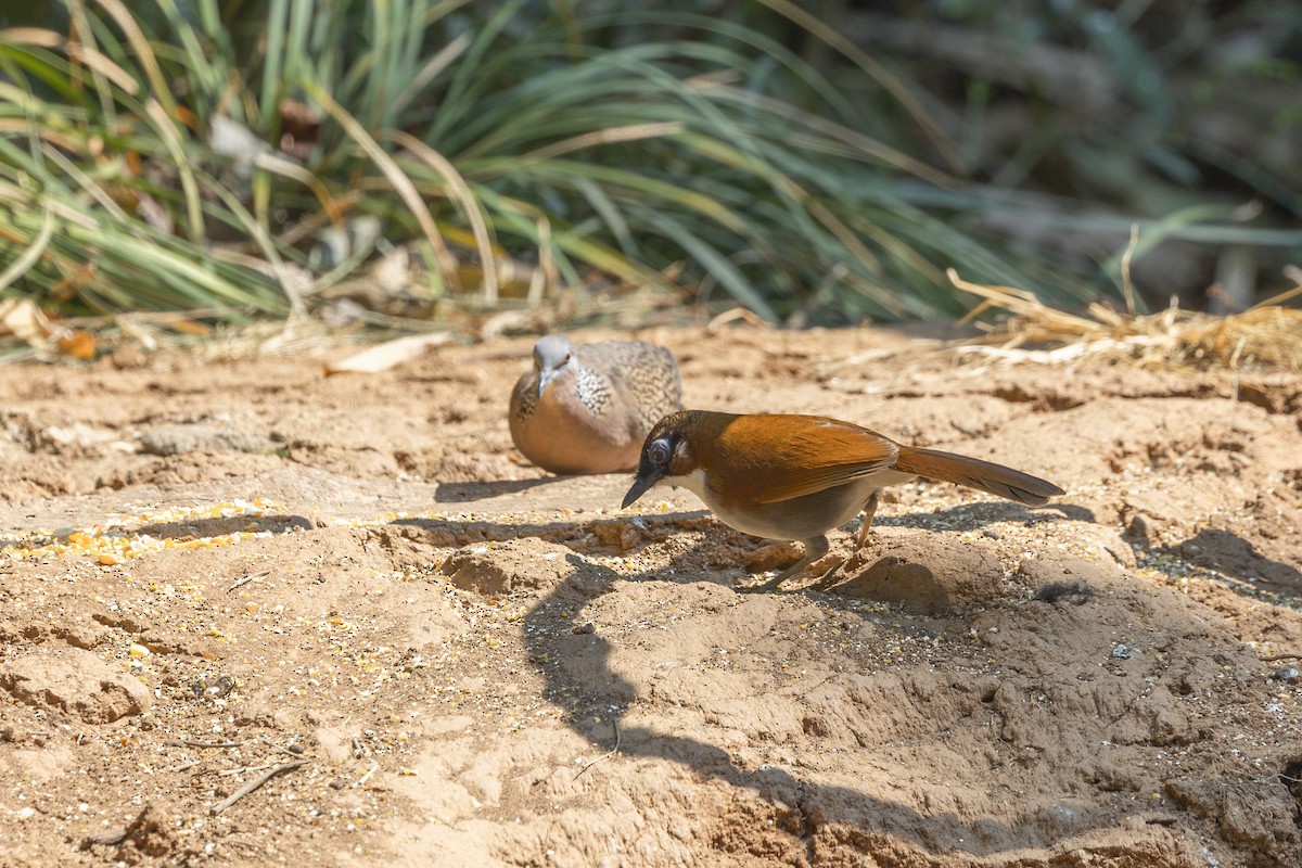 Gray-sided Laughingthrush - ML642315432