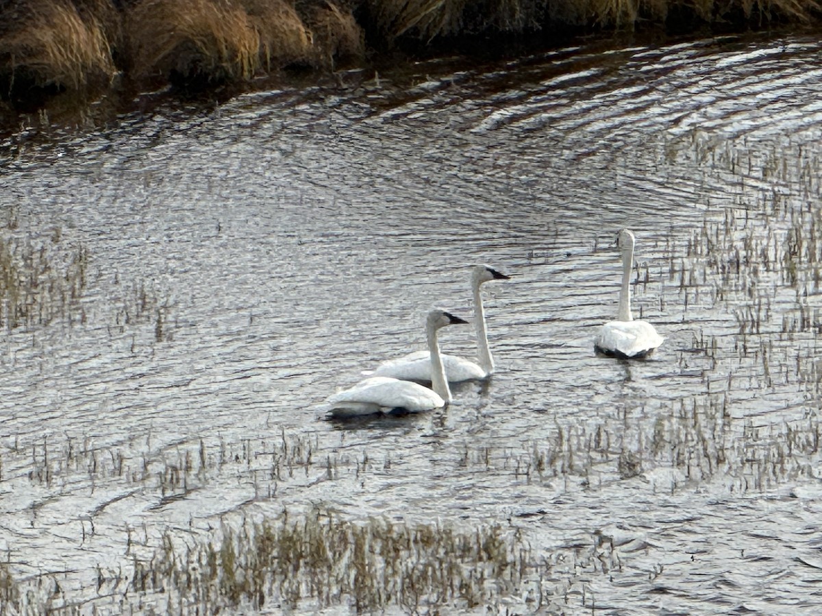 Trumpeter Swan - ML642315434
