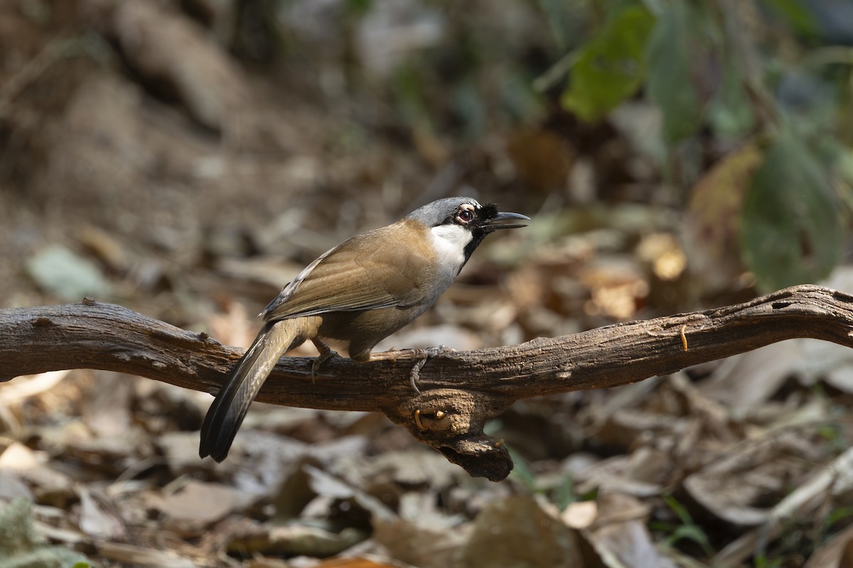 Black-throated Laughingthrush - ML642315443