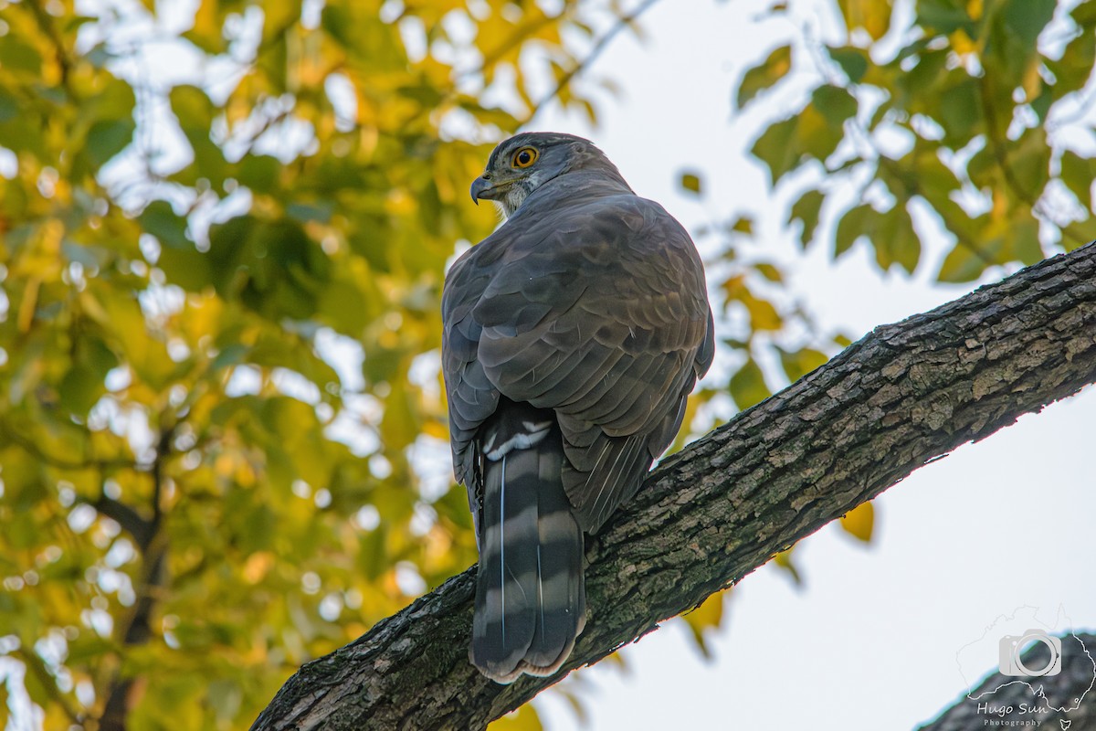 鳳頭蒼鷹 - ML642315444
