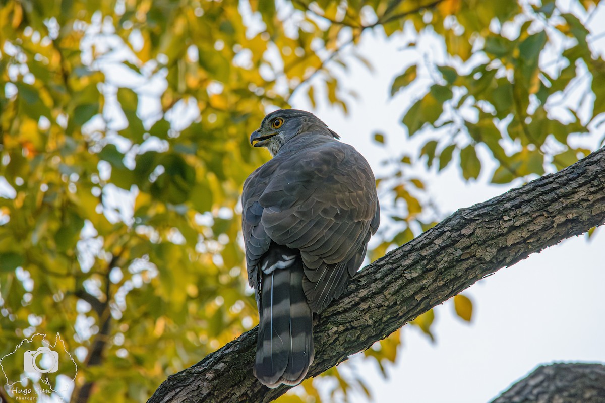 鳳頭蒼鷹 - ML642315445