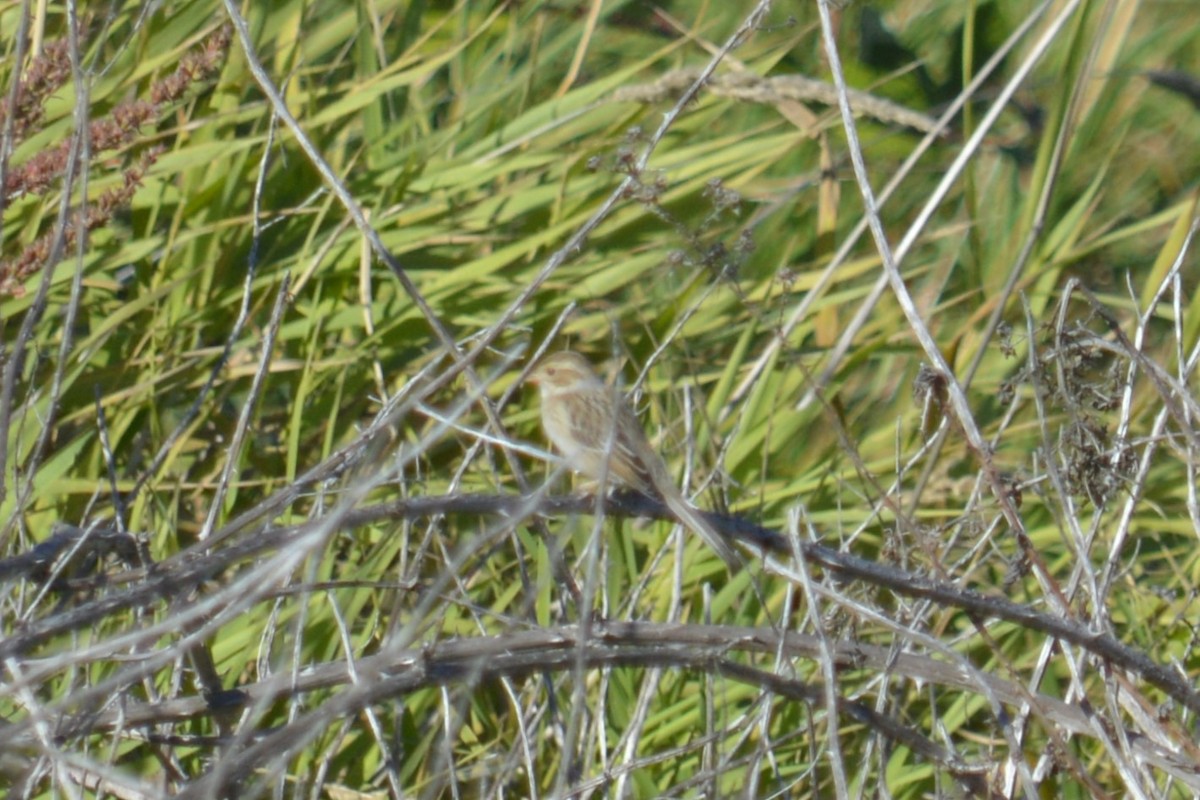 Clay-colored Sparrow - ML642315447