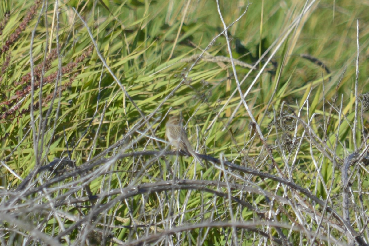 Clay-colored Sparrow - ML642315448