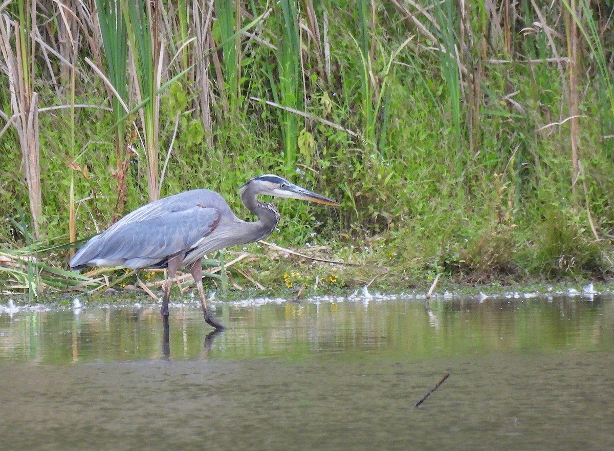 Great Blue Heron - ML642315450