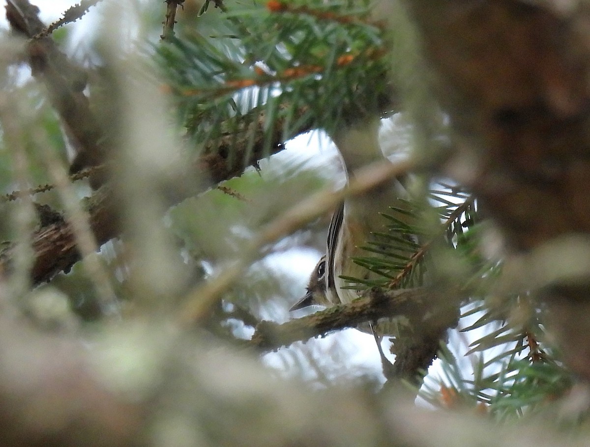 Yellow-rumped Warbler - ML642315452