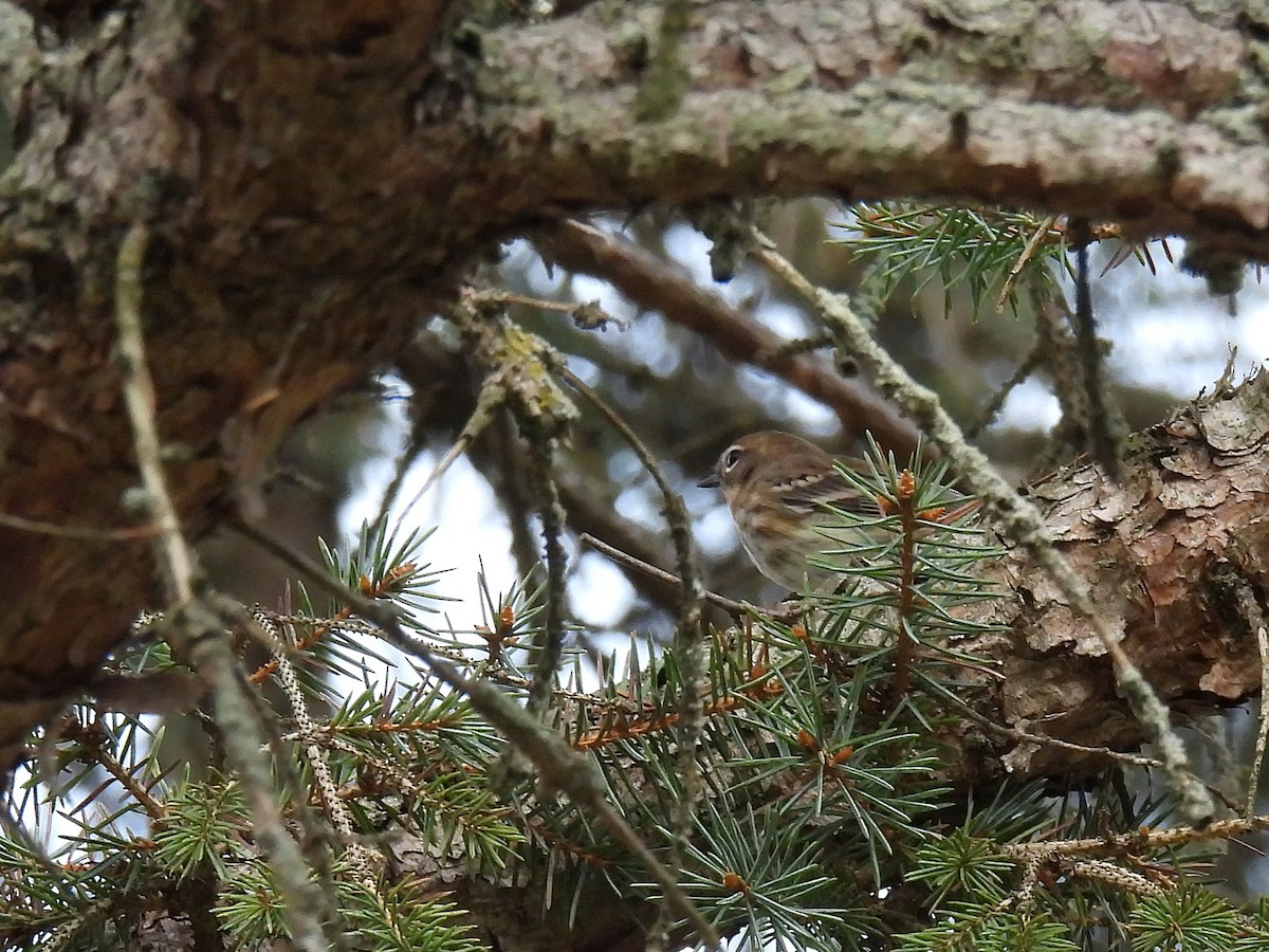 Yellow-rumped Warbler - ML642315453
