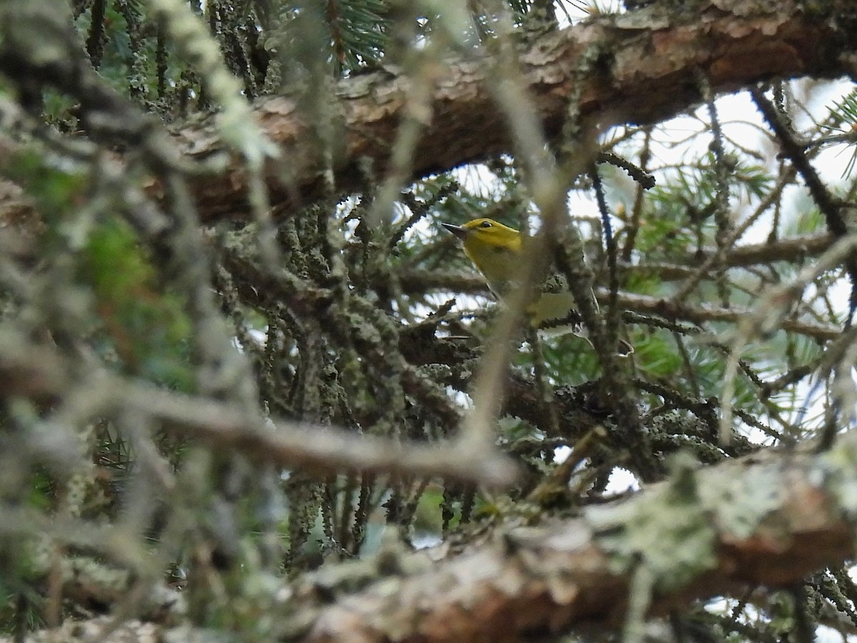 Black-throated Green Warbler - ML642315454