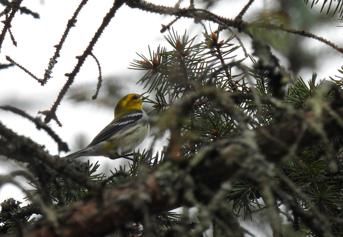Black-throated Green Warbler - ML642315455