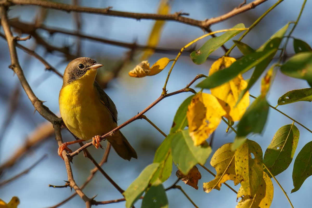 Common Yellowthroat - ML642315456