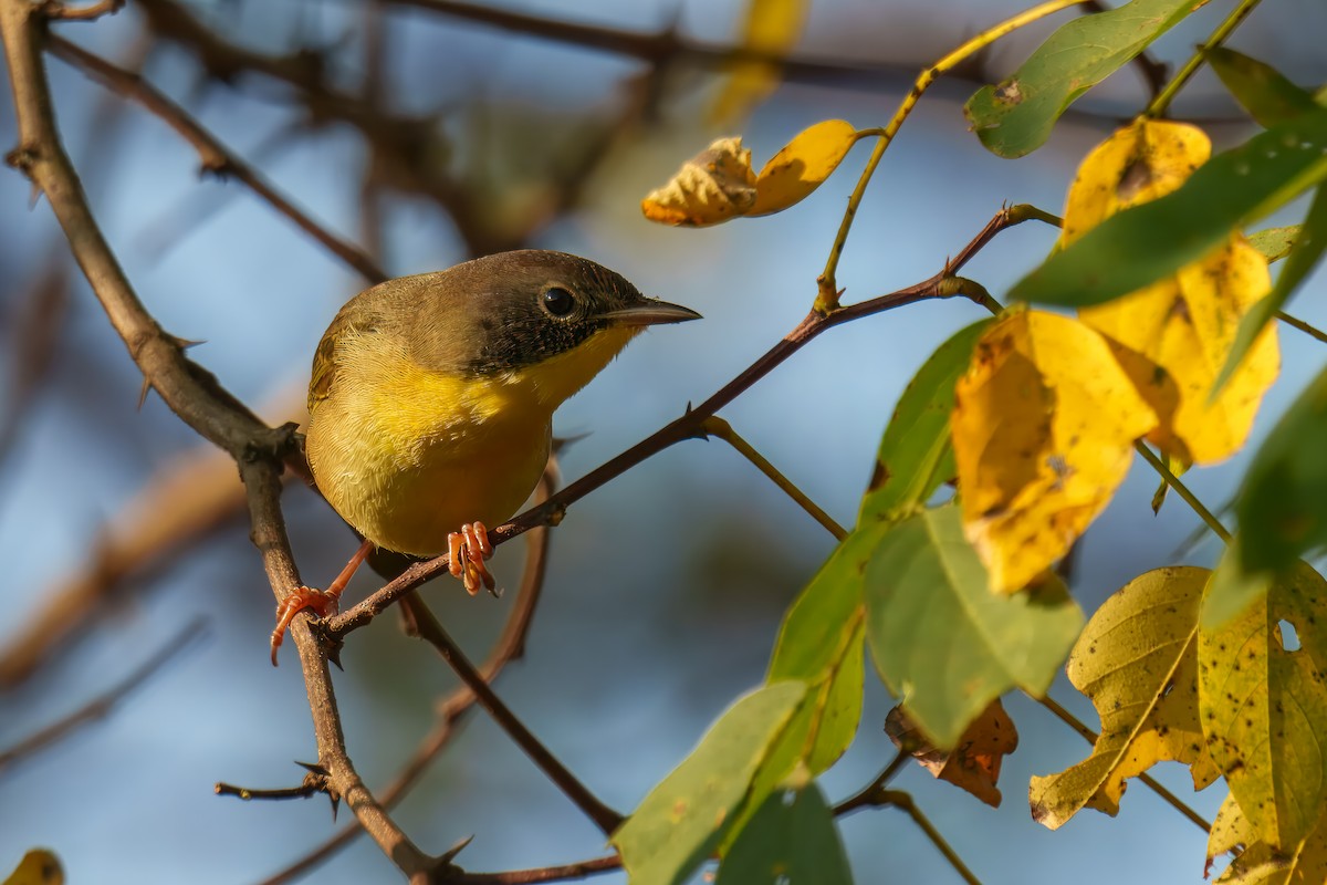 Common Yellowthroat - ML642315457