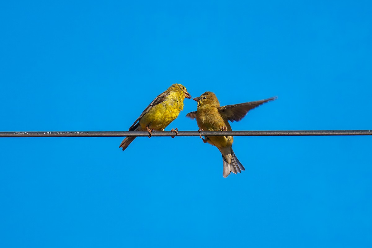 American Goldfinch - ML642315461