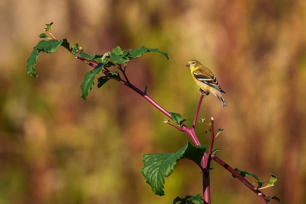 American Goldfinch - ML642315462
