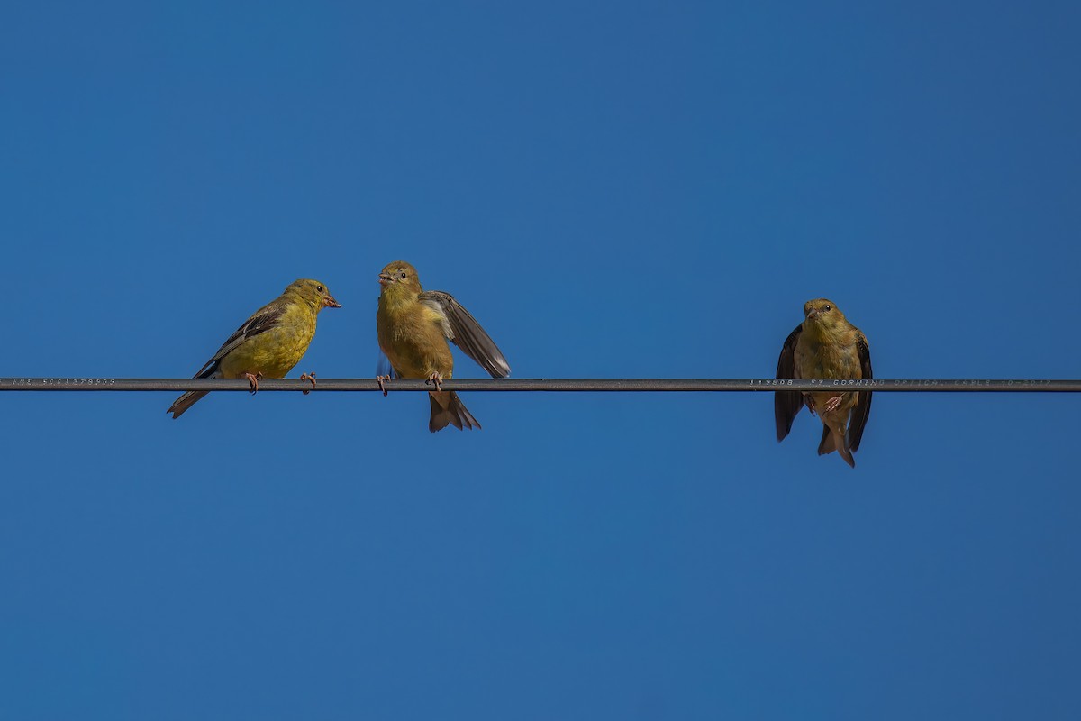 American Goldfinch - ML642315463